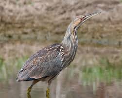Lifespan, distribution and habitat map, lifestyle and social behavior, mating habits, diet and nutrition, . American Bittern Facts Diet Habitat Pictures On Animalia Bio