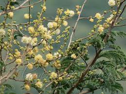 Vachellia Leucophloea White Bark Acacia