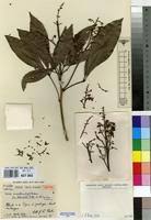 Image result for Vepris renieri