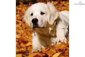 Adopt a golden retriever in iowa. Puppies For Sale From Rosehill Imports English Cream Golden Retrievers Member Since December 2009