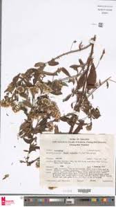 Image result for Eschenbachia