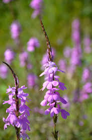 Image result for Striga asiatica