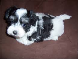 Browse thru our id verified puppy for sale listings to find your perfect puppy in your area. Beautiful Male Havanese Pets Hemet Ca Recycler Com