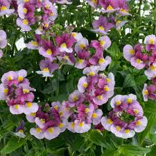 Image result for Nesaea ramosa