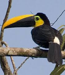 Tropical Black Bird With Large Beak Pin On Birds