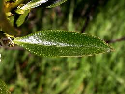 Image result for Myoporum laetum