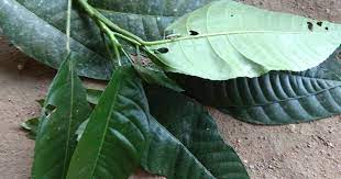 Bau daun ini busuk tau hihi. Pokok Halau Jin Dari Rumah Kerusi Buluh