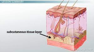 Pin On Learn Anatomy Human