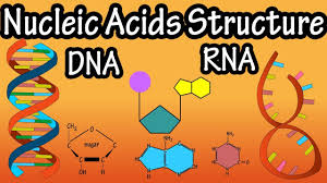 Image result for Nucleic Acid