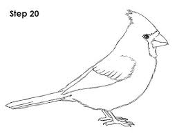 Cardinal Bird Drawing 20 Bird Drawings Cardinal Birds Easy Drawings