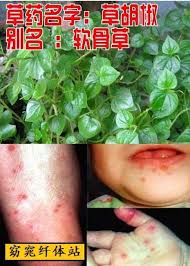 手足口症克星 软骨草 分享出去可以帮到很多人 內幕人 health knowledge herbalism health tips
