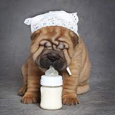 Can Dogs Eat Cheese How About Other Dairy Products Dog Milk Can Dogs Eat Shar Pei Puppies