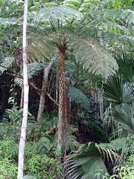 Image result for Rhytachne latifolia