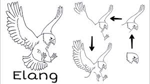 Dalam artikel ini, kita akan belajar menggambar burung langkah demi langkah menggunakan pensil. Cara Mudah Menggambar Elang Youtube