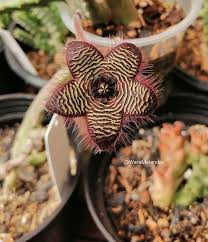 Image result for Tridentea marientalensis