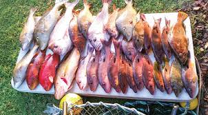 Coronavirus restrictions are back across brisbane and moreton bay after a man visited several venues while infectious. Fishing Report And Tide Times Bribie Island Feb 2019 The Bribie Islander