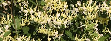 Arbustes pour talus en plein soleil. Les Arbustes A Longue Floraison Mjardiner
