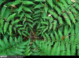 Image result for Cyatheaceae