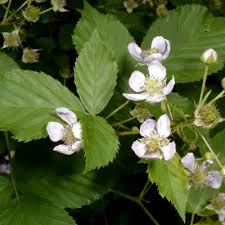 Image result for Rubus kirungensis