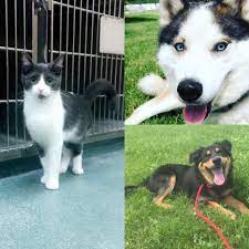 Use the nationwide database of dogs looking for good homes below! Humane Society Of Northwest Iowa Home Facebook