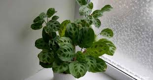 This is a flowering plant that is native to panama and mexico but. Are Prayer Plants Safe For Cats