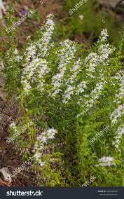 Image result for Micromeria