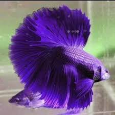 This betta fish type has a solid dark color on the body with white or slightly pink skin flushed face. Names Of Rarest Betta Fish Google Search Betta Fish Betta Animals