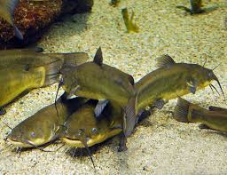 How do you catch bullhead catfish in warm weather? Brown Bullhead Catfish Or Mud Cats Arizona Aquatic Gardens