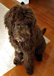 Pin By Suzanne On Puppies In 2021 Chocolate Labradoodle Labradoodle Puppies For Sale Labradoodle Dogs