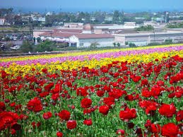 Maybe you would like to learn more about one of these? The Flower Fields At Carlsbad Ranch Visit Carlsbad