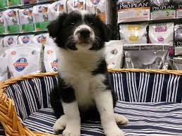 Border Collie Yavrular Ucretli Border Collie Yavrular Ucretli Kopek Kopekseverler Kopeksahiplendirme Kopekyavrusu Evci Border Collie Collie Kopek