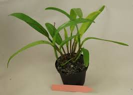 Image result for Polystachya galeata