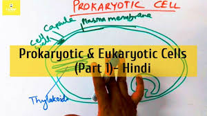 Animal cells are the basic structural and functional units of animal tissues and organs. Animal Cell Structure Organelles Functions In Hindi Youtube