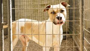From baths to nail trims to haircuts adoption habitats. Lafayette Benefits From Transports Shipping Dogs Cats Up North
