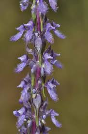 Image result for Platostoma montanum