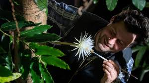 Botanists are poised for the first british blooming of an amazonian flower that they expect to fill the air with the fragrance of a pop star's perfume. Cambridge Moonflower Team Overwhelmed By Global Response Bbc News
