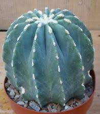 A cactus' thick, waxy skin and sharp spines are simply the plant's way of fending off predators and surviving in an environment of you will likely remain unscathed when you hike at saguaro national park near tucson, arizona. 27 Cacti Without Spines Ideas In 2021 Succulents Cacti And Succulents Cactus Plants