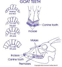 Goatvet Likes This Diagram About Goat Teeth But See My Video On Aging Goats By Their Teeth As Well Goat Farming Livestock Goats Goat Care