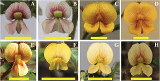 Image result for Aeschynomene schimperi