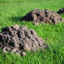 This Is The Easiest Way To Get Rid Of The Moles In Your Yard Moles In Yard Mole Mole Tunnels