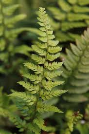 Image result for Polystichum sinense