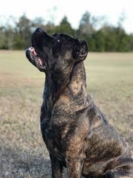 Training Day Annabelle 1 Yr Cane Corso Dog Breeds Cane Corso Kennel