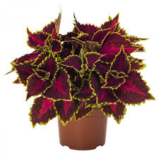 Image result for Coleus hereroensis