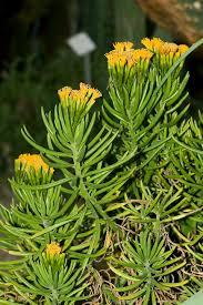 Image result for Senecio propior