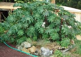 Image result for Ricinus