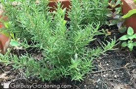 How To Grow Rosemary The Ultimate Guide Growing Rosemary Rosemary Plant Care Rosemary Plant