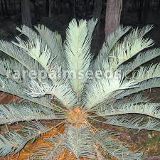 Image result for Cyphia mazoensis