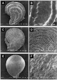 Image result for Corbichonia