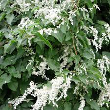 Image result for Fallopia baldschuanica