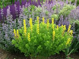 Clematis, on the other hand, is ideal for planting at the base of the ninebark shrub. Better Together Baptisias